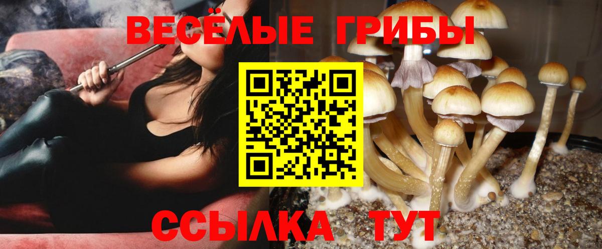 как найти наркотики  Вход с VPN  Кстово  Галлюциногенные грибы Psilocybe  Псилоцибиновые грибы мухоморы 